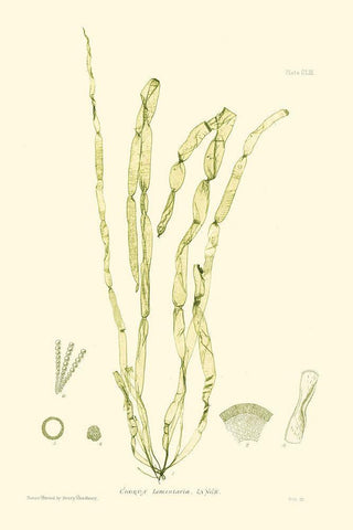 Bradbury Seaweed III  White Modern Wood Framed Art Print with Double Matting by Bradbury, Henry