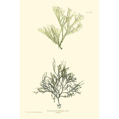 Bradbury Seaweed IV  Black Modern Wood Framed Art Print with Double Matting by Bradbury, Henry