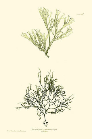 Bradbury Seaweed IV  White Modern Wood Framed Art Print with Double Matting by Bradbury, Henry