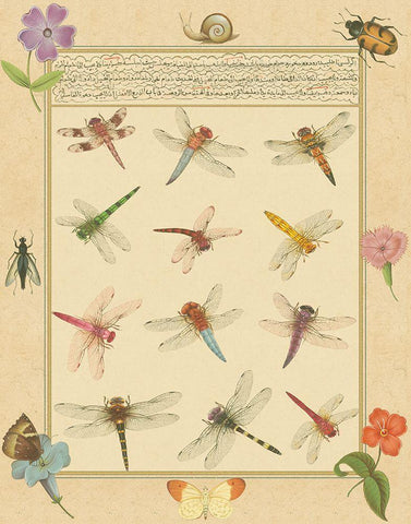 Custom Dragonfly Manuscript II (HI) White Modern Wood Framed Art Print with Double Matting by Prasad, Jaggu