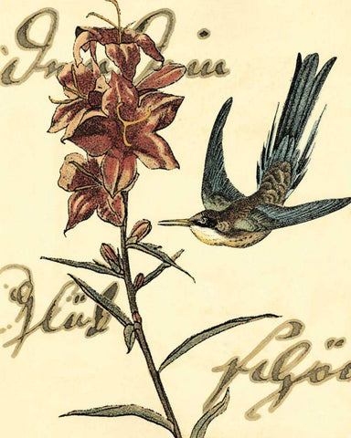 Small Hummingbird Reverie IV Black Ornate Wood Framed Art Print with Double Matting by Vision Studio