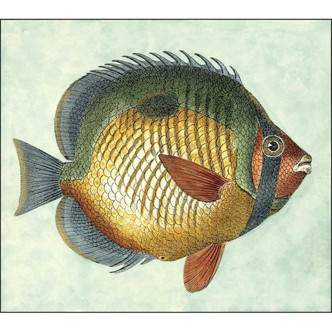 Small Butterfly Fish I Gold Ornate Wood Framed Art Print with Double Matting by Vision Studio