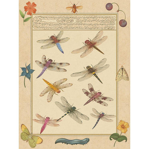 Small Dragonfly Manuscript III (U) White Modern Wood Framed Art Print by Prasad, Jaggu