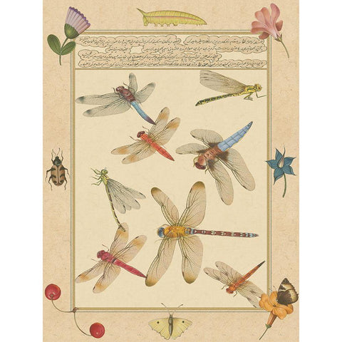 Small Dragonfly Manuscript IV (U) Gold Ornate Wood Framed Art Print with Double Matting by Prasad, Jaggu