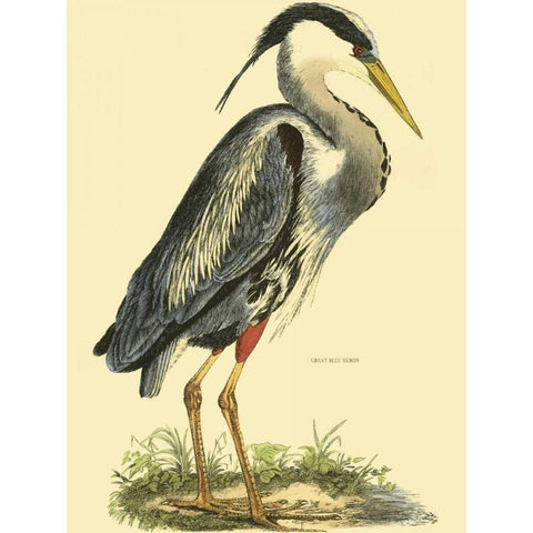 Small Great Blue Heron Black Modern Wood Framed Art Print with Double Matting by Selby, John