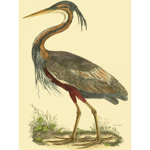 Small Purple Heron White Modern Wood Framed Art Print by Selby, John