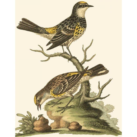 Petite Bird Study III Black Modern Wood Framed Art Print with Double Matting by Edwards, George