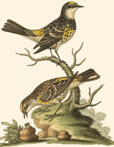 Petite Bird Study III Black Ornate Wood Framed Art Print with Double Matting by Edwards, George