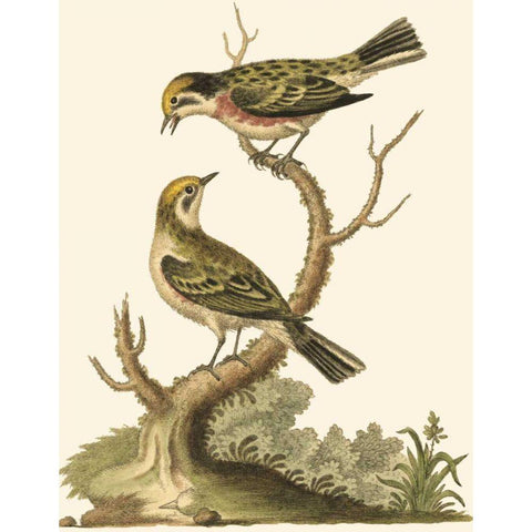 Petite Bird Study IV Black Modern Wood Framed Art Print with Double Matting by Edwards, George