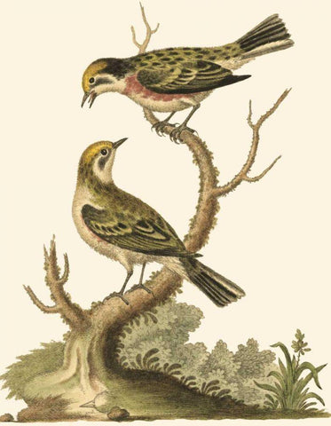 Petite Bird Study IV Black Ornate Wood Framed Art Print with Double Matting by Edwards, George