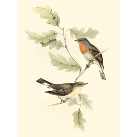 Goulds Red-breasted Fly-catcher Gold Ornate Wood Framed Art Print with Double Matting by Gould, John