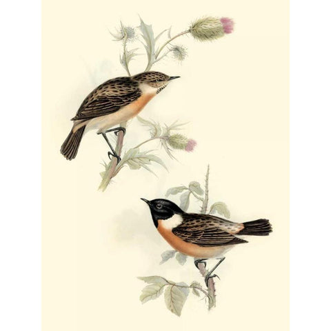 Goulds Stone-chat Gold Ornate Wood Framed Art Print with Double Matting by Gould, John