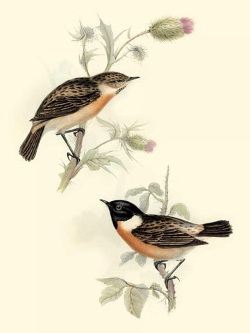 Goulds Stone-chat Black Ornate Wood Framed Art Print with Double Matting by Gould, John