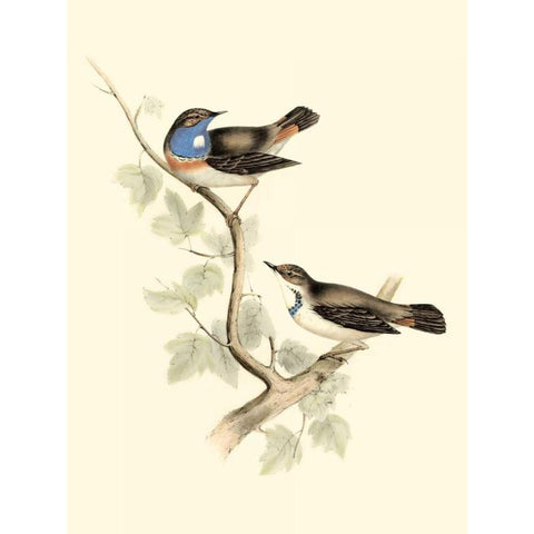 Goulds Blue-throated Warbler Gold Ornate Wood Framed Art Print with Double Matting by Gould, John