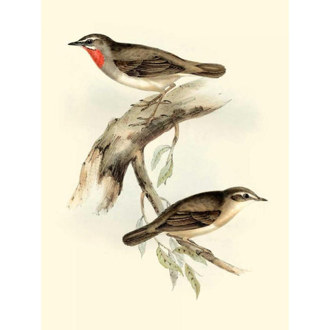 Goulds Gorget Warbler Black Modern Wood Framed Art Print with Double Matting by Gould, John