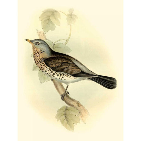 Goulds Fieldfare Black Modern Wood Framed Art Print with Double Matting by Gould, John