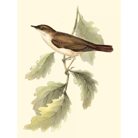 Goulds Nightingale White Modern Wood Framed Art Print by Gould, John