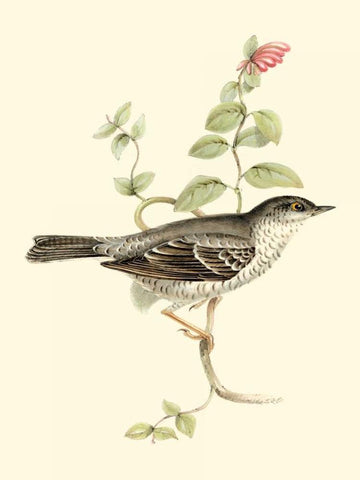 Goulds Barred Warbler White Modern Wood Framed Art Print with Double Matting by Gould, John