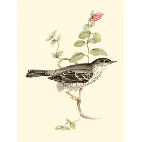 Goulds Barred Warbler Gold Ornate Wood Framed Art Print with Double Matting by Gould, John
