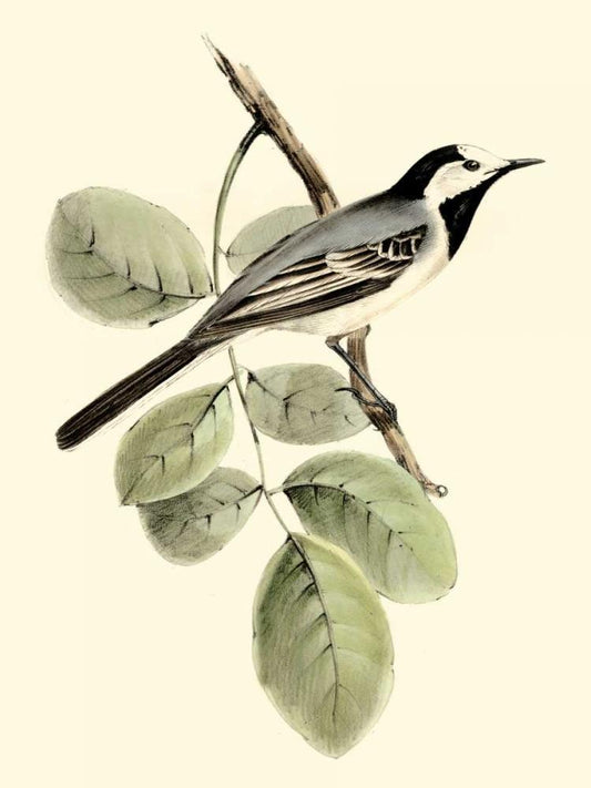 Image Only