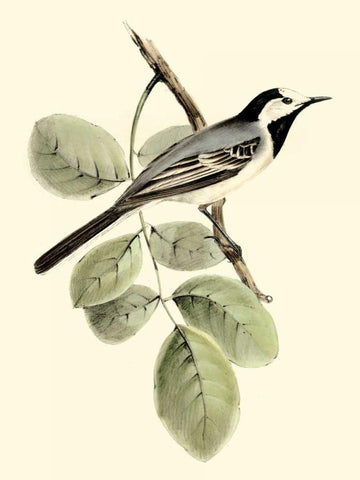 Goulds White Wagtail Black Ornate Wood Framed Art Print with Double Matting by Gould, John