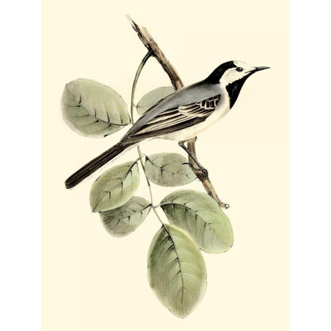 Goulds White Wagtail Black Modern Wood Framed Art Print with Double Matting by Gould, John