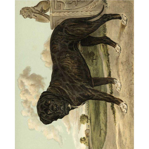 Mastiff Gold Ornate Wood Framed Art Print with Double Matting by Shaw, Vero