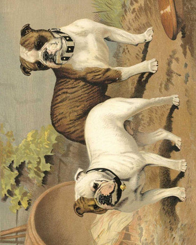 Bull Dogs Black Ornate Wood Framed Art Print with Double Matting by Shaw, Vero