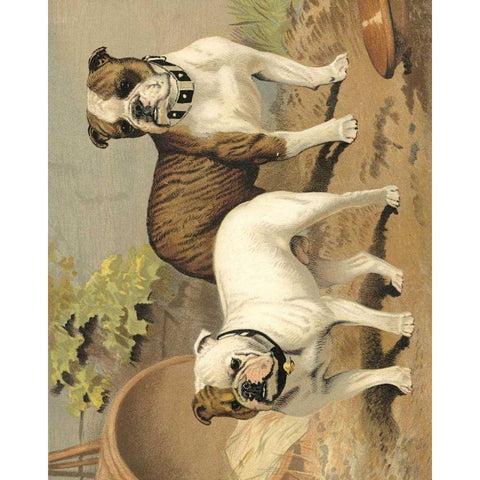 Bull Dogs Black Modern Wood Framed Art Print by Shaw, Vero