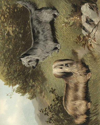 Terriers Black Ornate Wood Framed Art Print with Double Matting by Shaw, Vero