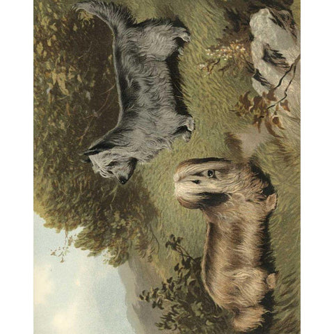 Terriers Black Modern Wood Framed Art Print by Shaw, Vero