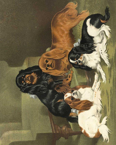 Toy Spaniels White Modern Wood Framed Art Print with Double Matting by Shaw, Vero