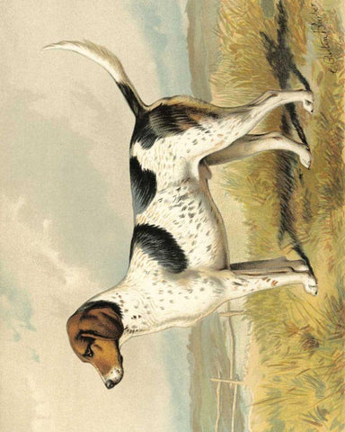 Fox Hound White Modern Wood Framed Art Print with Double Matting by Shaw, Vero