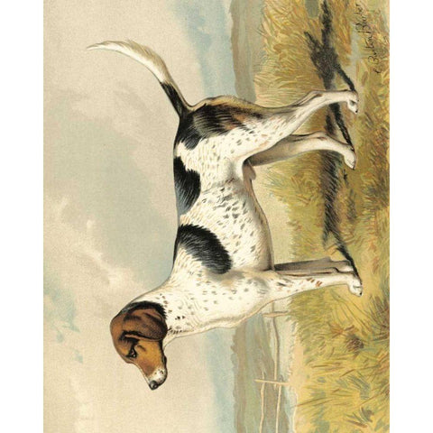 Fox Hound Black Modern Wood Framed Art Print by Shaw, Vero