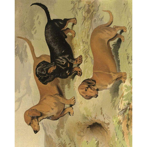 Dachshunds White Modern Wood Framed Art Print by Shaw, Vero