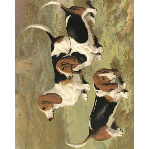 Basset Hounds White Modern Wood Framed Art Print by Shaw, Vero