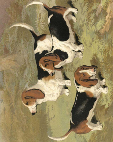 Basset Hounds White Modern Wood Framed Art Print with Double Matting by Shaw, Vero