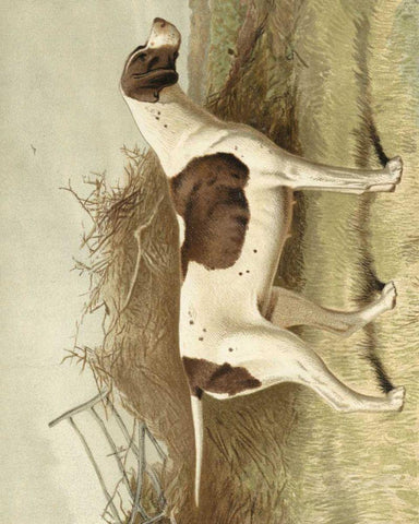 Pointer White Modern Wood Framed Art Print with Double Matting by Shaw, Vero