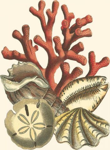 Small Coral Medley II Black Ornate Wood Framed Art Print with Double Matting by Vision Studio