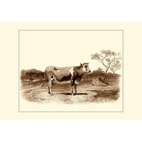 Custom Bovine I (RM) Black Modern Wood Framed Art Print with Double Matting by Van Marck, Emile