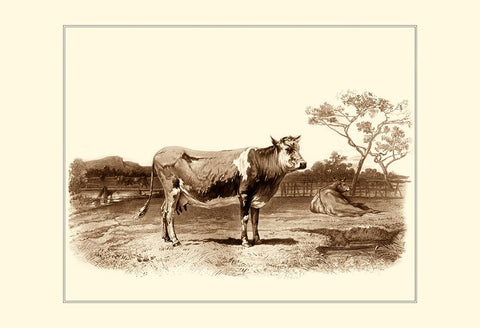 Custom Bovine I (RM) Black Ornate Wood Framed Art Print with Double Matting by Van Marck, Emile