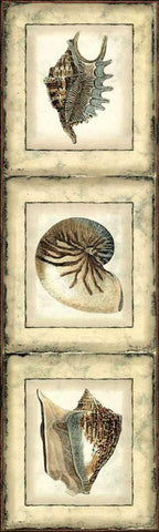 Mini Rustic Shell Panel II Black Ornate Wood Framed Art Print with Double Matting by Vision Studio