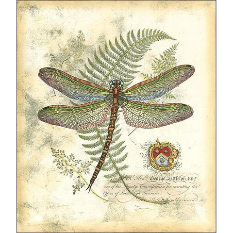 Mini Regal Dragonfly I Gold Ornate Wood Framed Art Print with Double Matting by Vision Studio