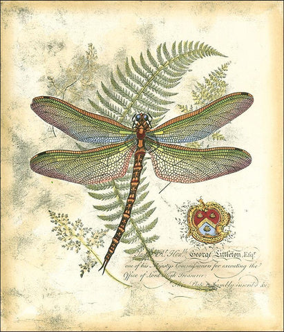 Mini Regal Dragonfly I Black Ornate Wood Framed Art Print with Double Matting by Vision Studio