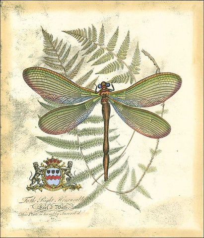 Mini Regal Dragonfly II Black Ornate Wood Framed Art Print with Double Matting by Vision Studio