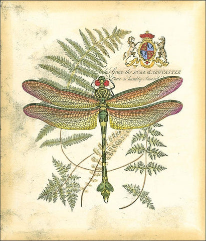 Mini Regal Dragonfly III Black Ornate Wood Framed Art Print with Double Matting by Vision Studio