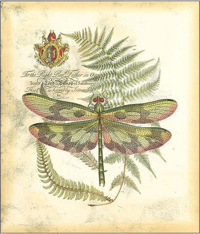 Mini Regal Dragonfly IV White Modern Wood Framed Art Print with Double Matting by Vision Studio