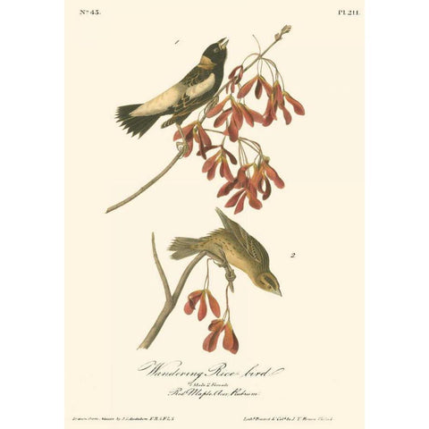 Wandering Rice Bird Gold Ornate Wood Framed Art Print with Double Matting by Audubon, John James