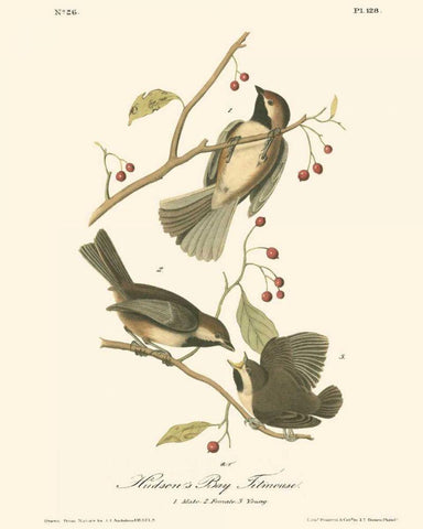 Hudsons Bay Titmouse Black Ornate Wood Framed Art Print with Double Matting by Audubon, John James