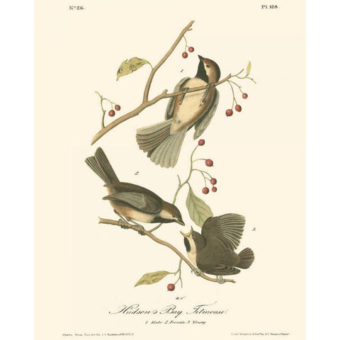 Hudsons Bay Titmouse Black Modern Wood Framed Art Print with Double Matting by Audubon, John James